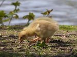 FZ028473 Goslings.jpg